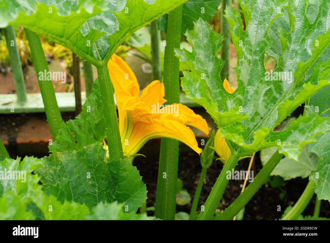 beautiful yellow flowers on a courgette zucchini (Cucurbita pepo subsp