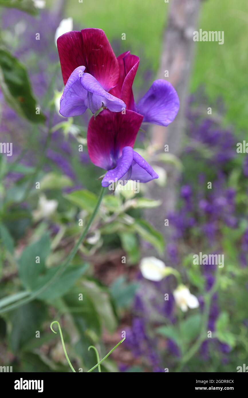 Lathyrus odoratus ‘Cupani’ sweet pea Cupani – highly scented bicolored flowers, burgundy wings, purple keel, July, England, UK Stock Photo