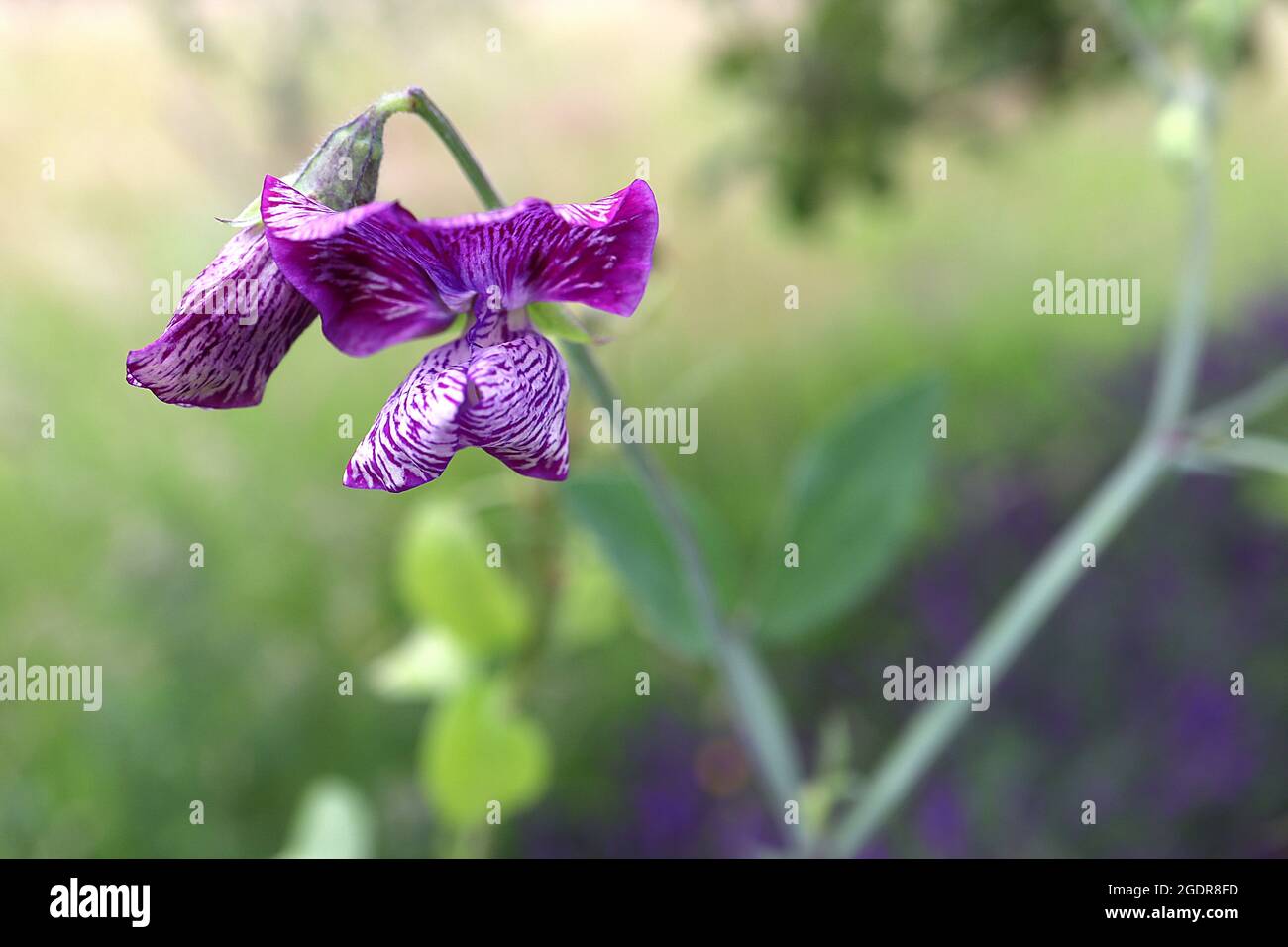 Lathyrus odoratus ‘Cupani’ sweet pea Cupani – mottled highly scented purple flowers mottled white, possible mosaic virus,  July, England, UK Stock Photo