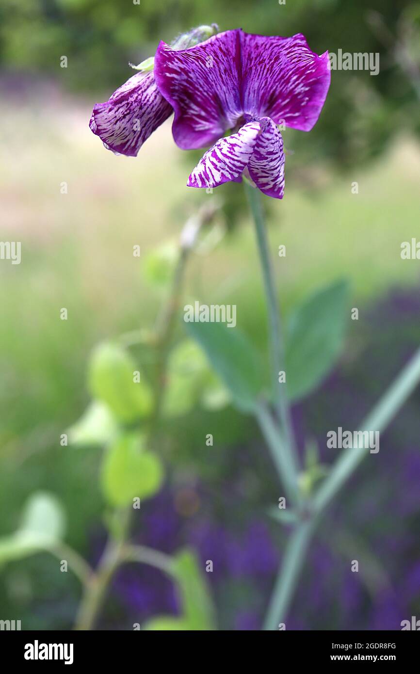 Lathyrus odoratus ‘Cupani’ sweet pea Cupani – mottled highly scented purple flowers mottled white, possible mosaic virus,  July, England, UK Stock Photo