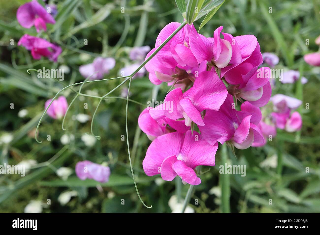 Lathyrus odoratus ‘Old Spice Mix’ sweet pea Old Spice Mix – loose clusters of deep pink pea-like flowers,  July, England, UK Stock Photo