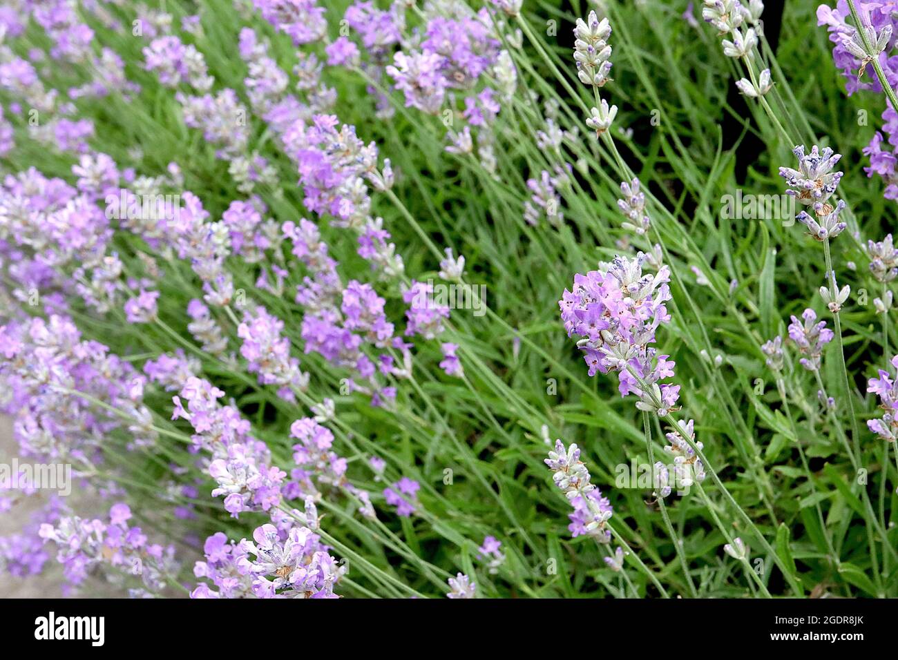 Lavandula angustifolia ‘Rosea’ pink English lavender dense spikes of scented tiny violet pink