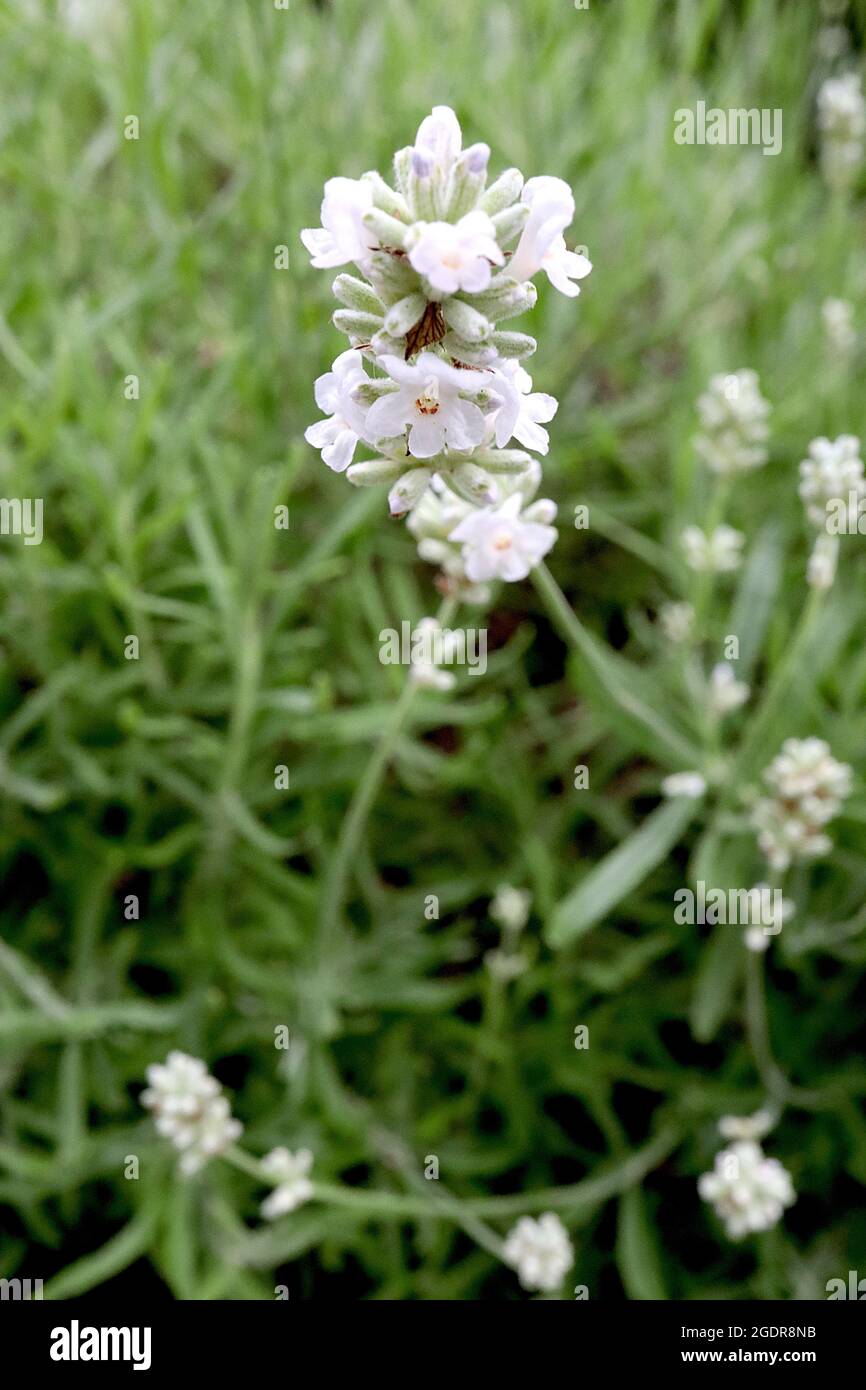 Lavandula angustifolia ‘Hidcote White’ English lavender Hidcote White - dense spikes of scented tiny white flowers, July, England, UK Stock Photo