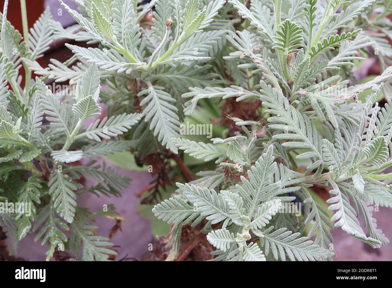 Lavandula minutolii var minutolii fern leaf lavender – dense spikes of scented tiny mauve flowers and silver grey finely divided leaves,  July, UK Stock Photo