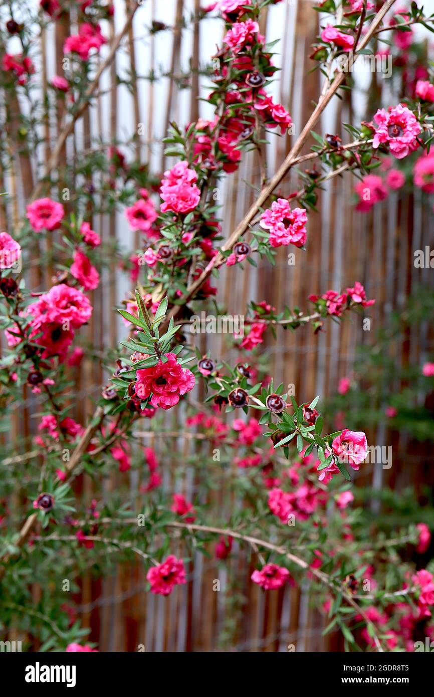 Leptospermum scoparium ‘Red Damask’ tea tree Red Damask – ruffled deep pink flowers and tiny lance-shaped leaves,  July, England, UK Stock Photo