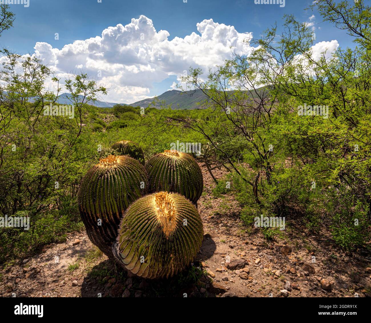 Large Golden Barrel cactus in the Guanajuato, Mexico landscape. Stock Photo