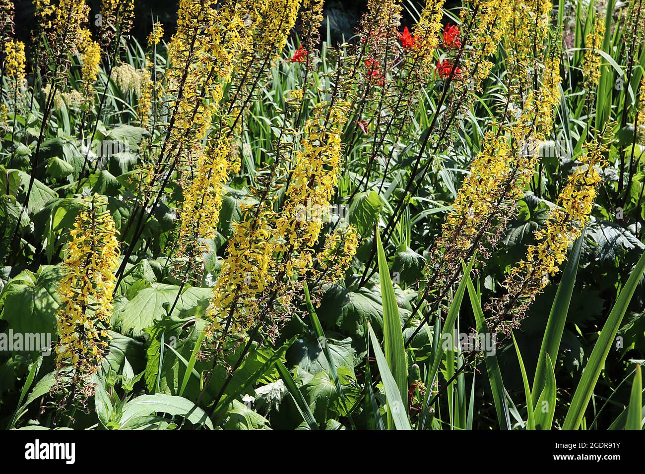 Rocket shaped flower hires stock photography and images Alamy