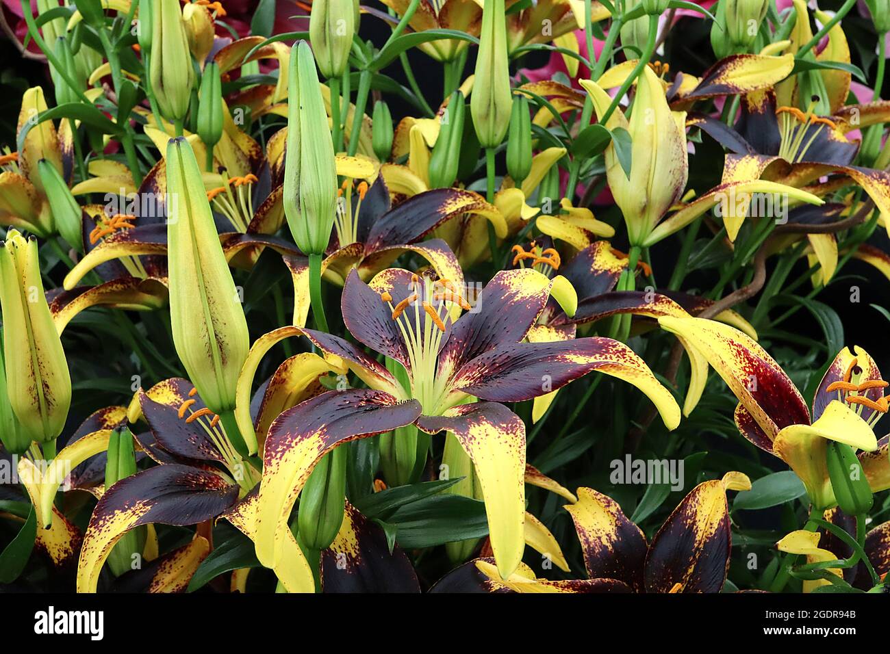 Lilium ‘Lionheart’ Asiatic lily Lionheart scented black maroon