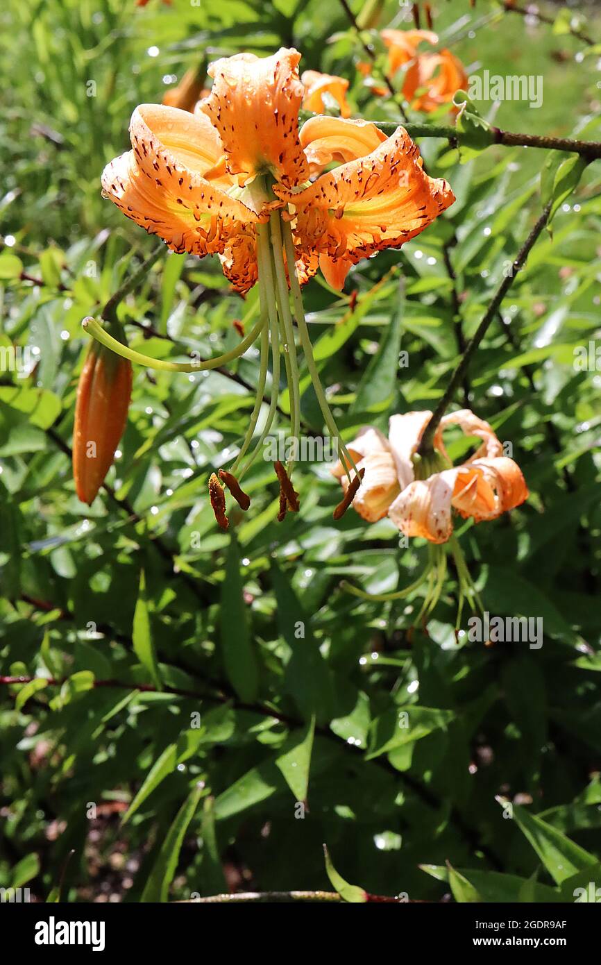 Lilium pumilum Asiatic lily – scented orange flowers with brown spots and fully recurved petals,  July, England, UK Stock Photo