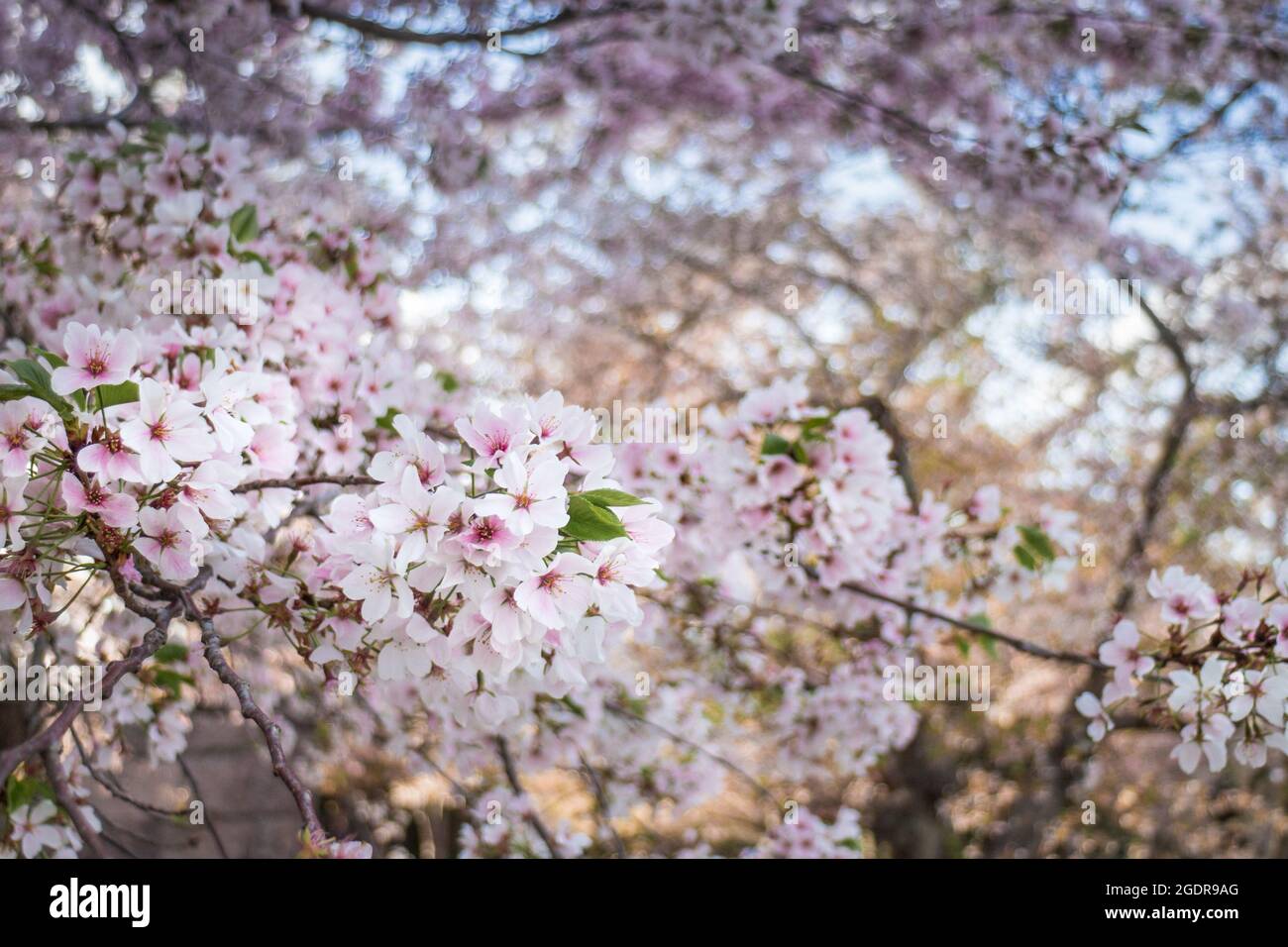 hundreds of thick cherry blossoms on the National Mall in Washington, D.C. in spring Stock Photo