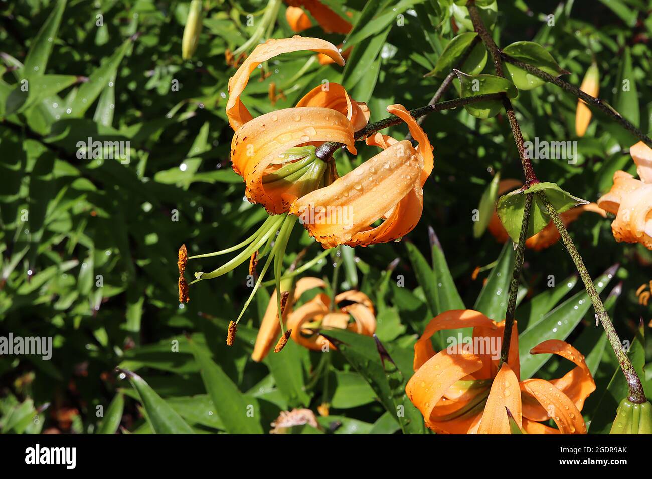 Lilium pumilum Asiatic lily – scented orange flowers with brown spots and fully recurved petals,  July, England, UK Stock Photo