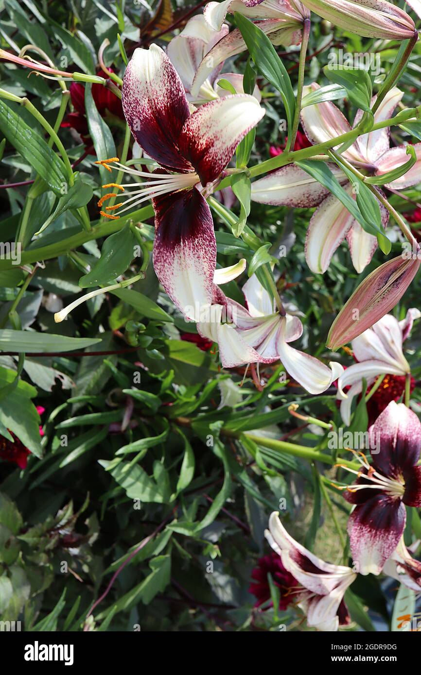 Lilium ‘Straciatella Event’ Asiatic lily Straciatella Event – scented deep burgundy flowers with white petal tips,  July, England, UK Stock Photo