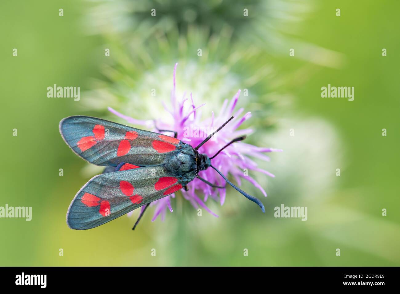 A six-spotted burnet drinking nectar from a thistle flower Stock Photo