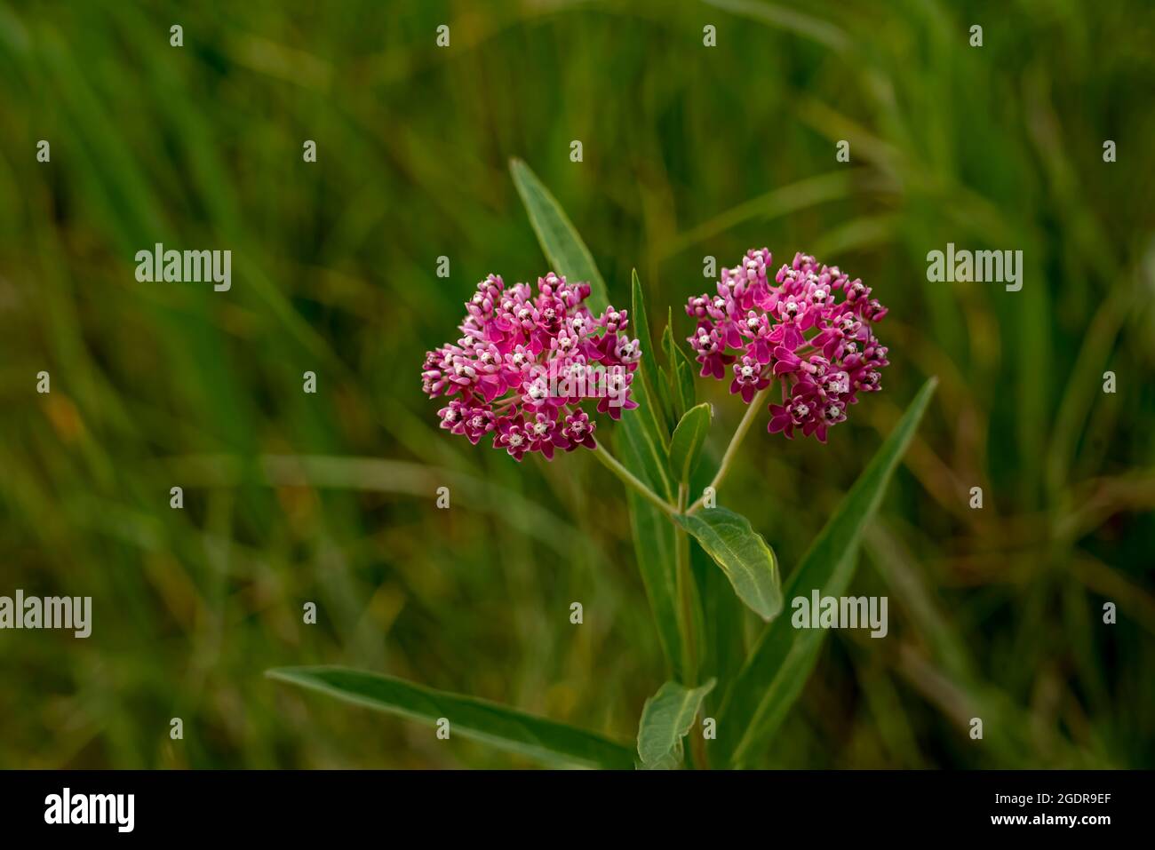 The Swamp milkweed blooming in the Tall Grass Prairie near Tolstoi, Manitoba, Canada. Stock Photo