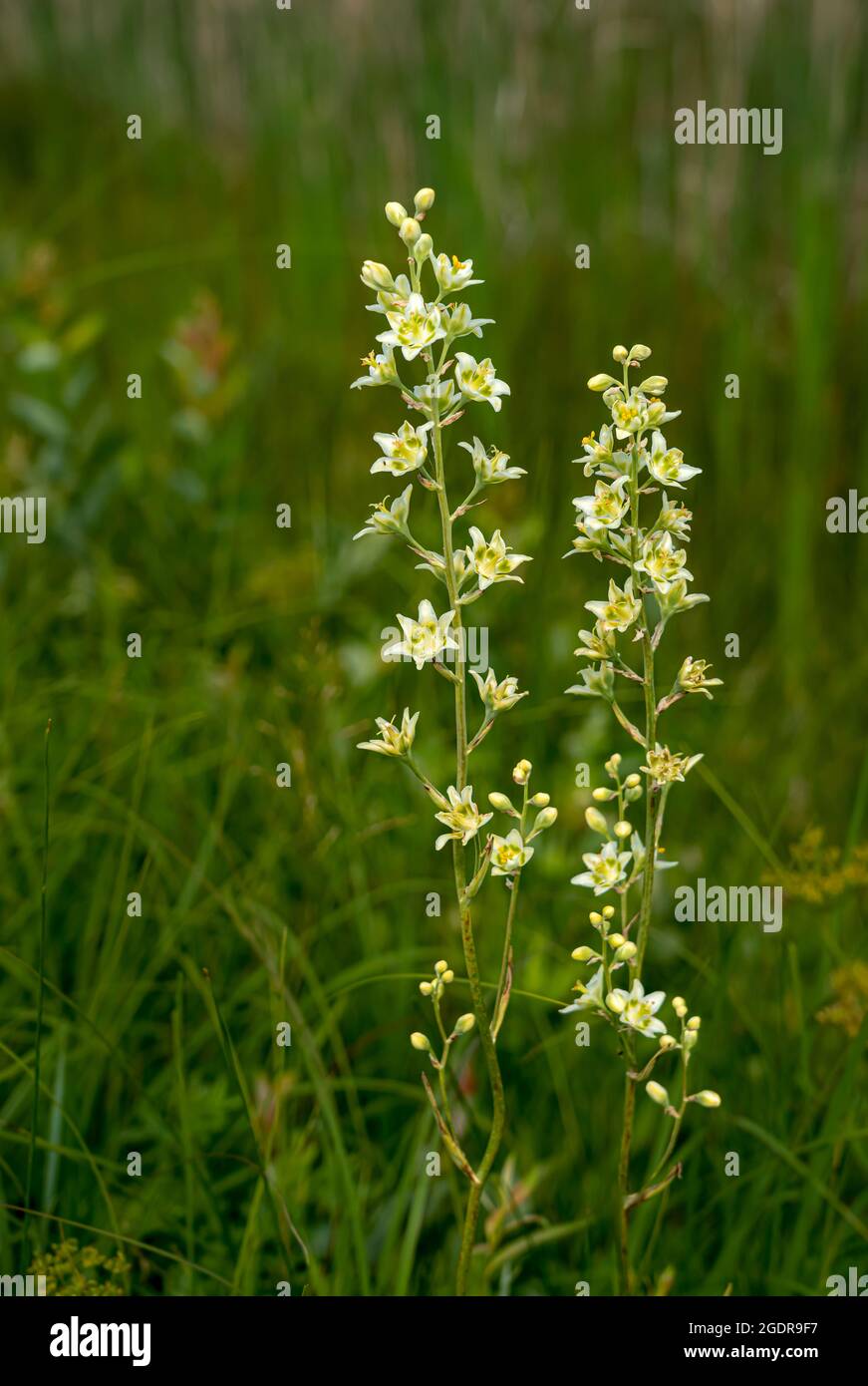 The White camas wildflower blooming at the Tall Grass Prairie Reserve near Tolstoi, Manitoba, Canada. Stock Photo