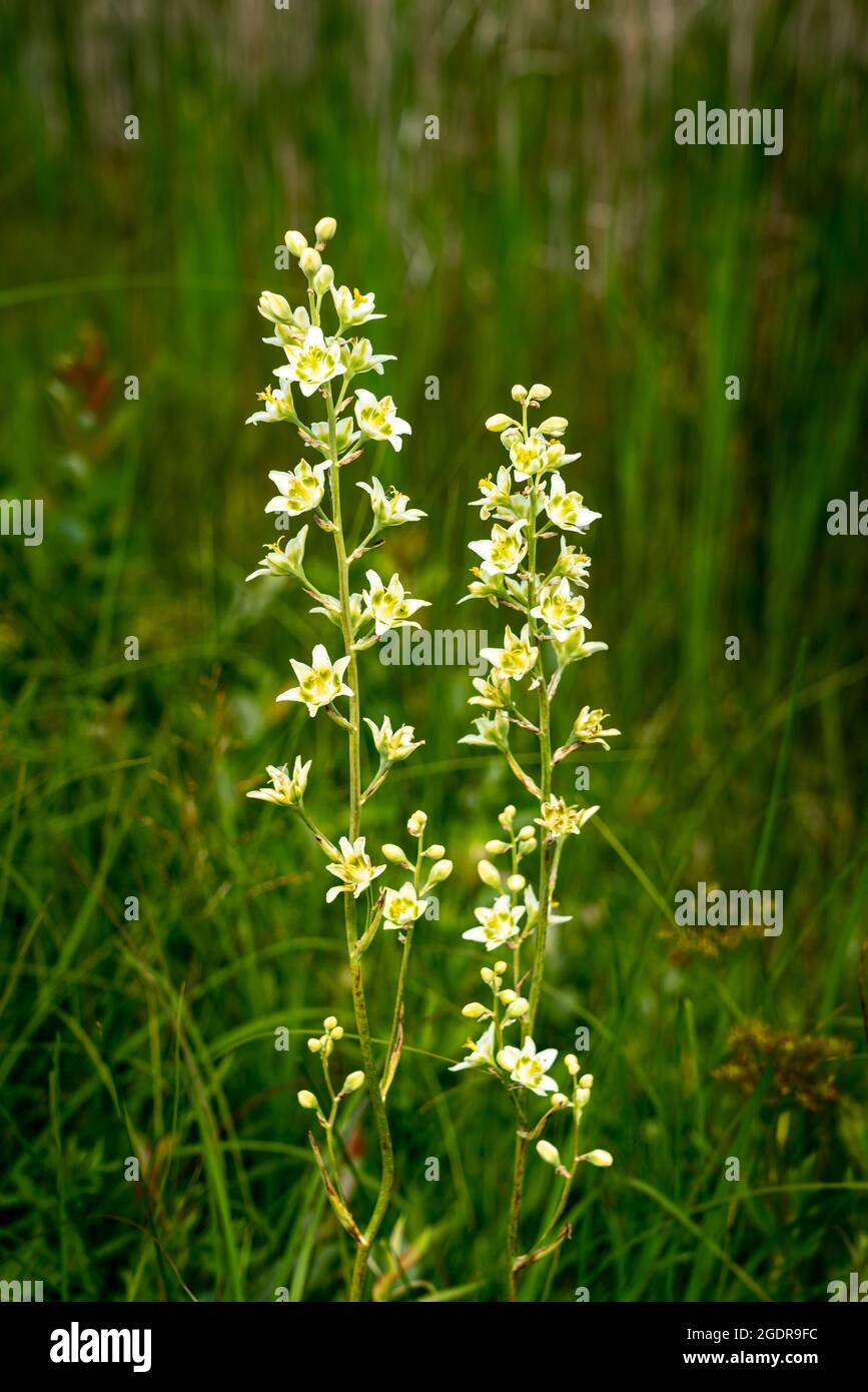 The White camas wildflower blooming at the Tall Grass Prairie Reserve near Tolstoi, Manitoba, Canada. Stock Photo