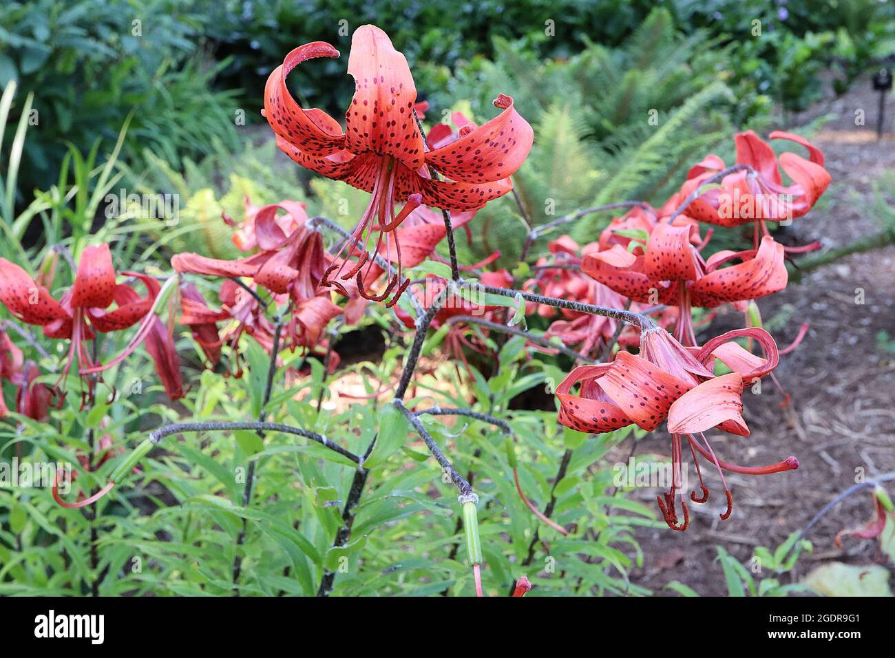 Lilium x ‘Minos’ lily Minos deep orange flowers with brown spots and