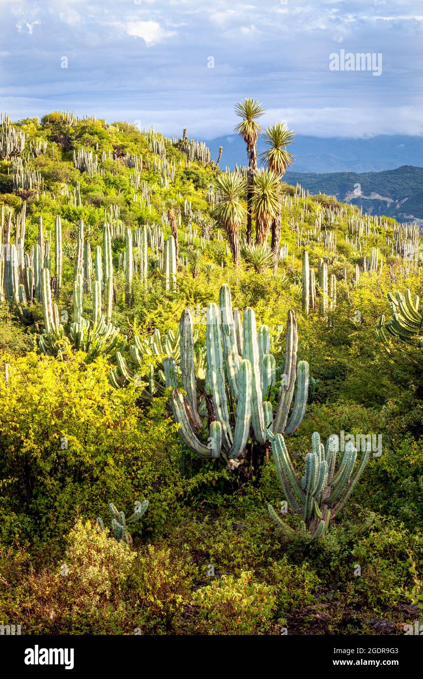 Cactus landscape in the Metztitlan Natural Reserve, Hidalgo, Mexico Stock Photo