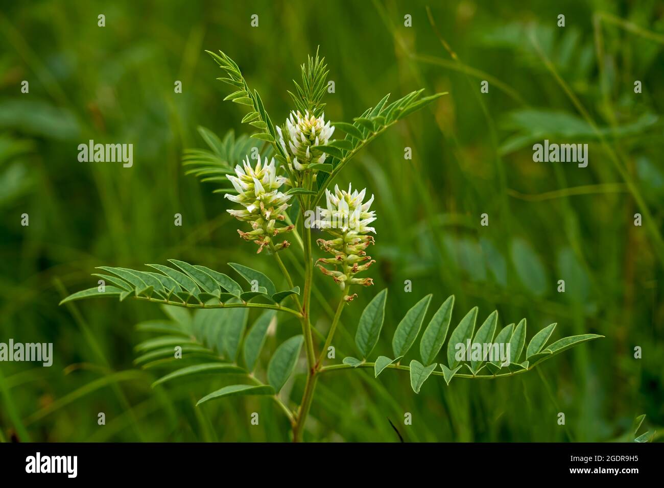 American licorice flowers in the Tall Grass Prairie near Tolstoi, Manitoba, Canada. Stock Photo