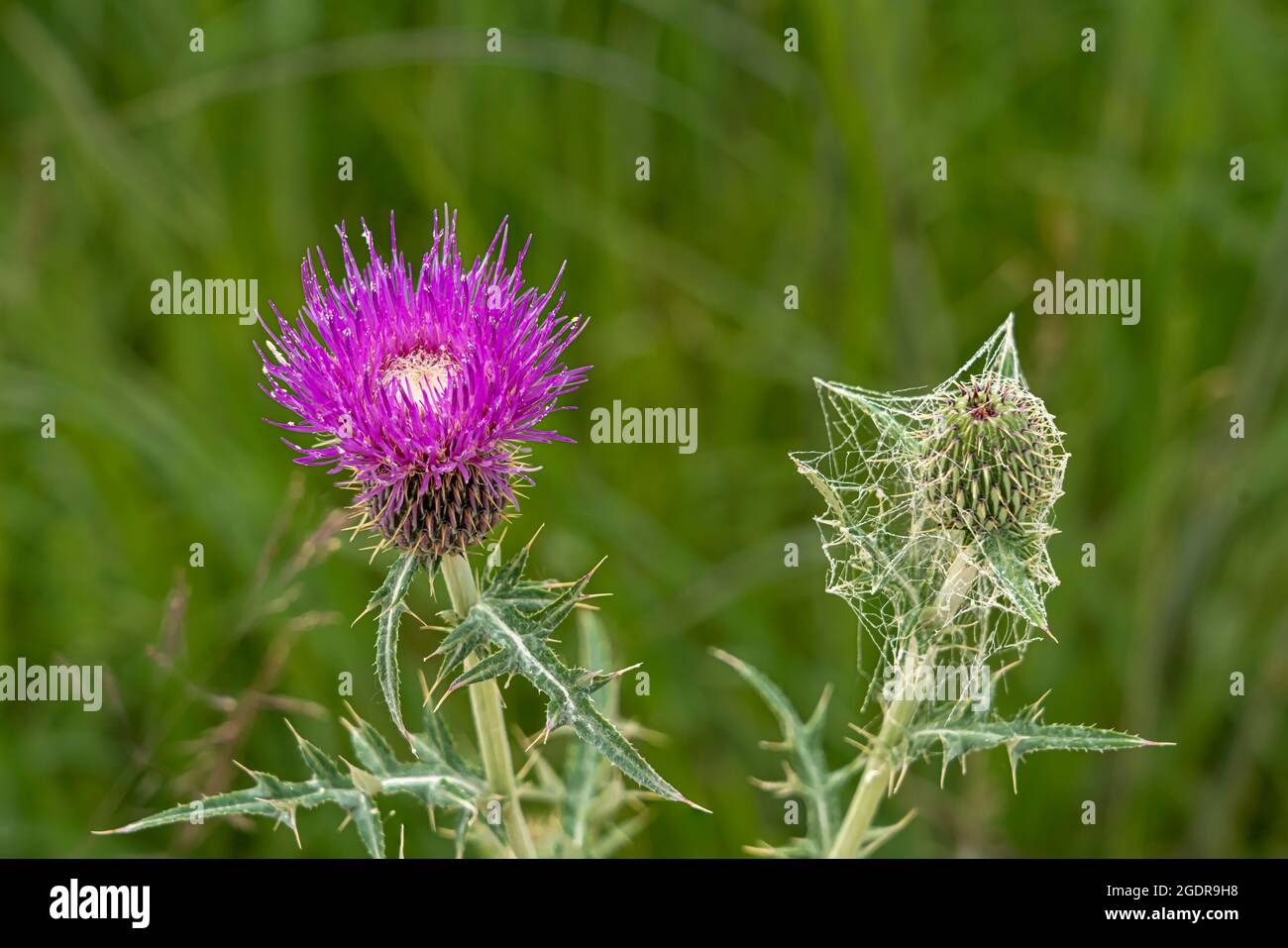 The Texas thistle flower in the Tall Grass Prairie near Tolstoi, Manitoba, Canada. Stock Photo