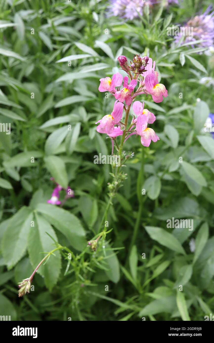 Linaria maroccana ‘Fairy Bouquet’ Moroccan toadflax – nemesia-like flowers with deeply notched upper lobe and double notched lower lobe,  July, UK Stock Photo