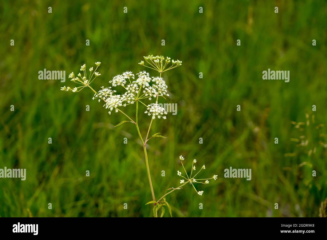 The flower of the Spotted water hemlock in the Tall Grass Prairie near Tolstoi, Manitoba, Canada. Stock Photo