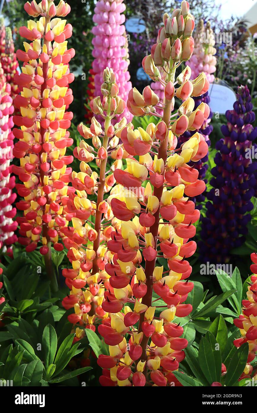 Gladiator flower england uk hires stock photography and images Alamy