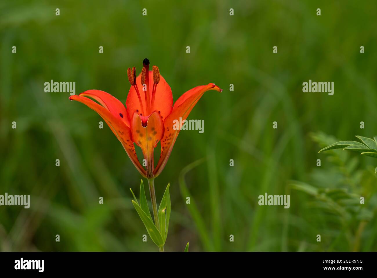 The Wood Lily blooming in the Tall Grass Prairie near Tolstoi, Manitoba, Canada. Stock Photo