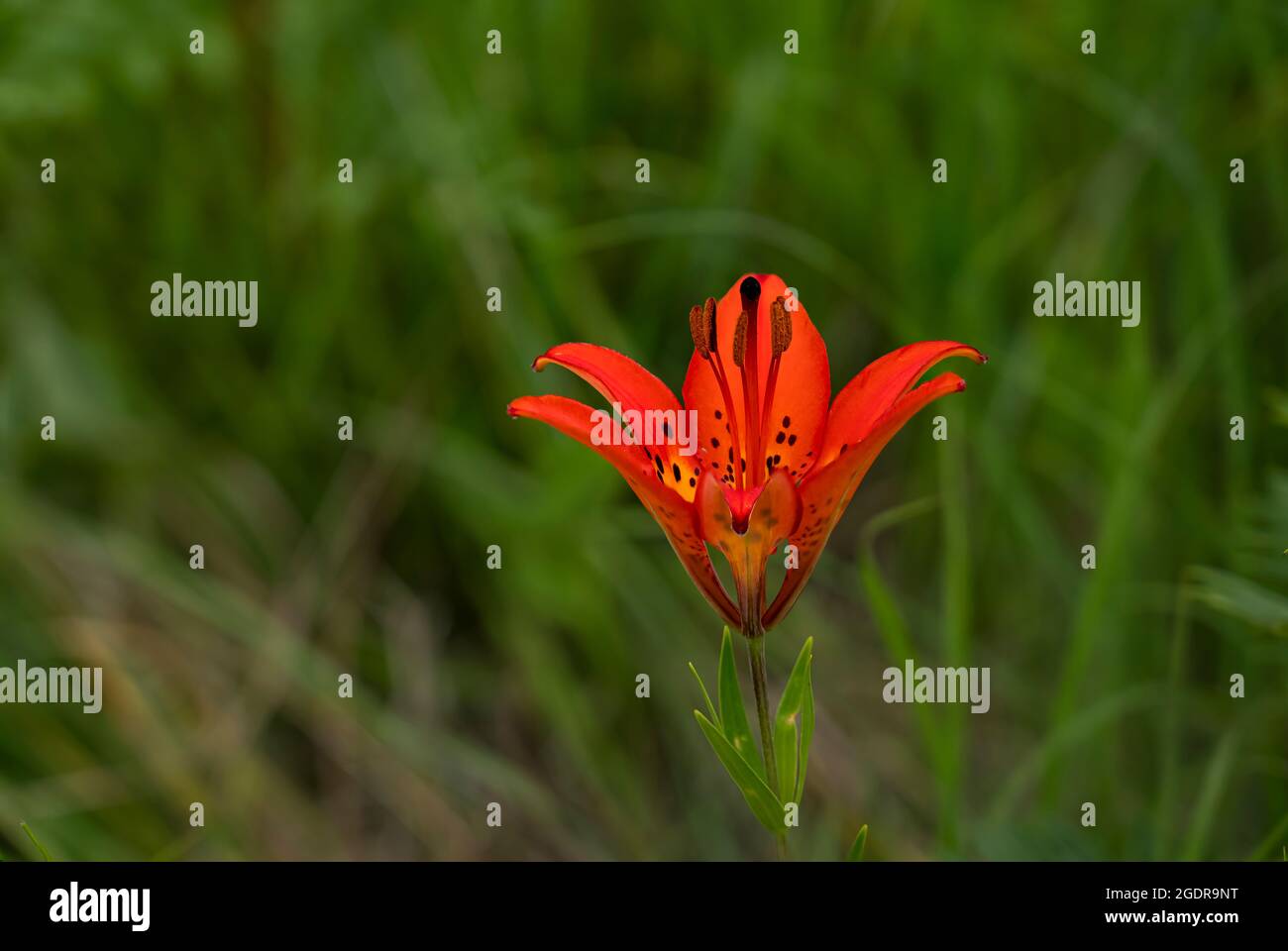 The Wood Lily blooming in the Tall Grass Prairie near Tolstoi, Manitoba, Canada. Stock Photo
