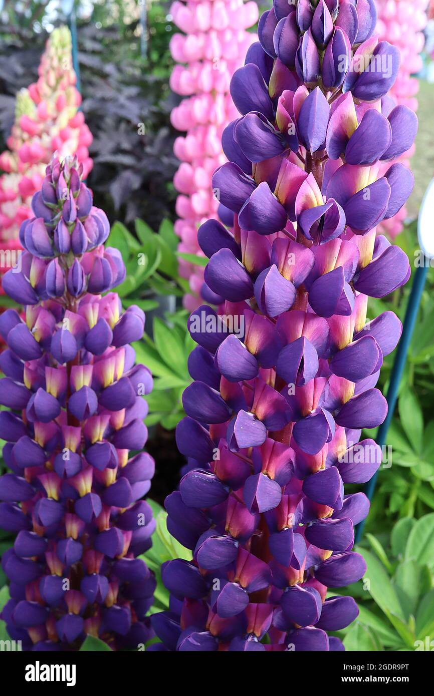Lupinus ‘Magic Lantern’ Lupin Magic Lantern - dense flower spikes of purple and violet pea-like flowers, violet wings with white wash and yellow base, Stock Photo
