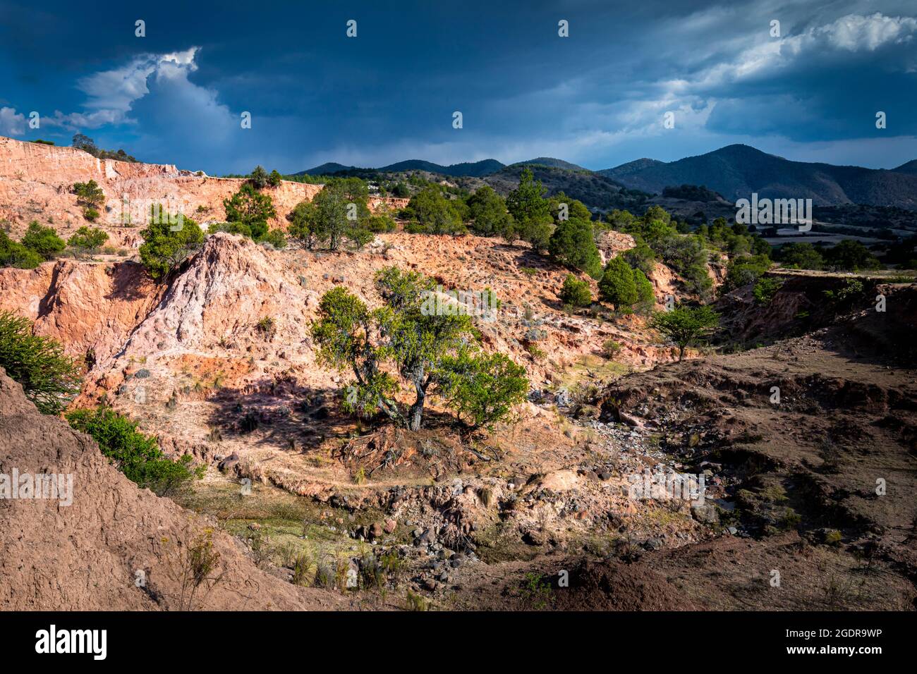 A tree near a creek bed complements the red soil landscape near Yanhuitlan, Oaxaca, Mexico. Stock Photo