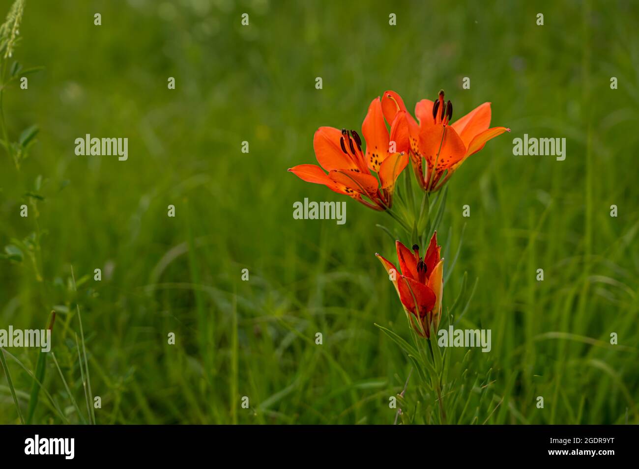 The Wood Lily blooming in the Tall Grass Prairie near Tolstoi, Manitoba, Canada. Stock Photo