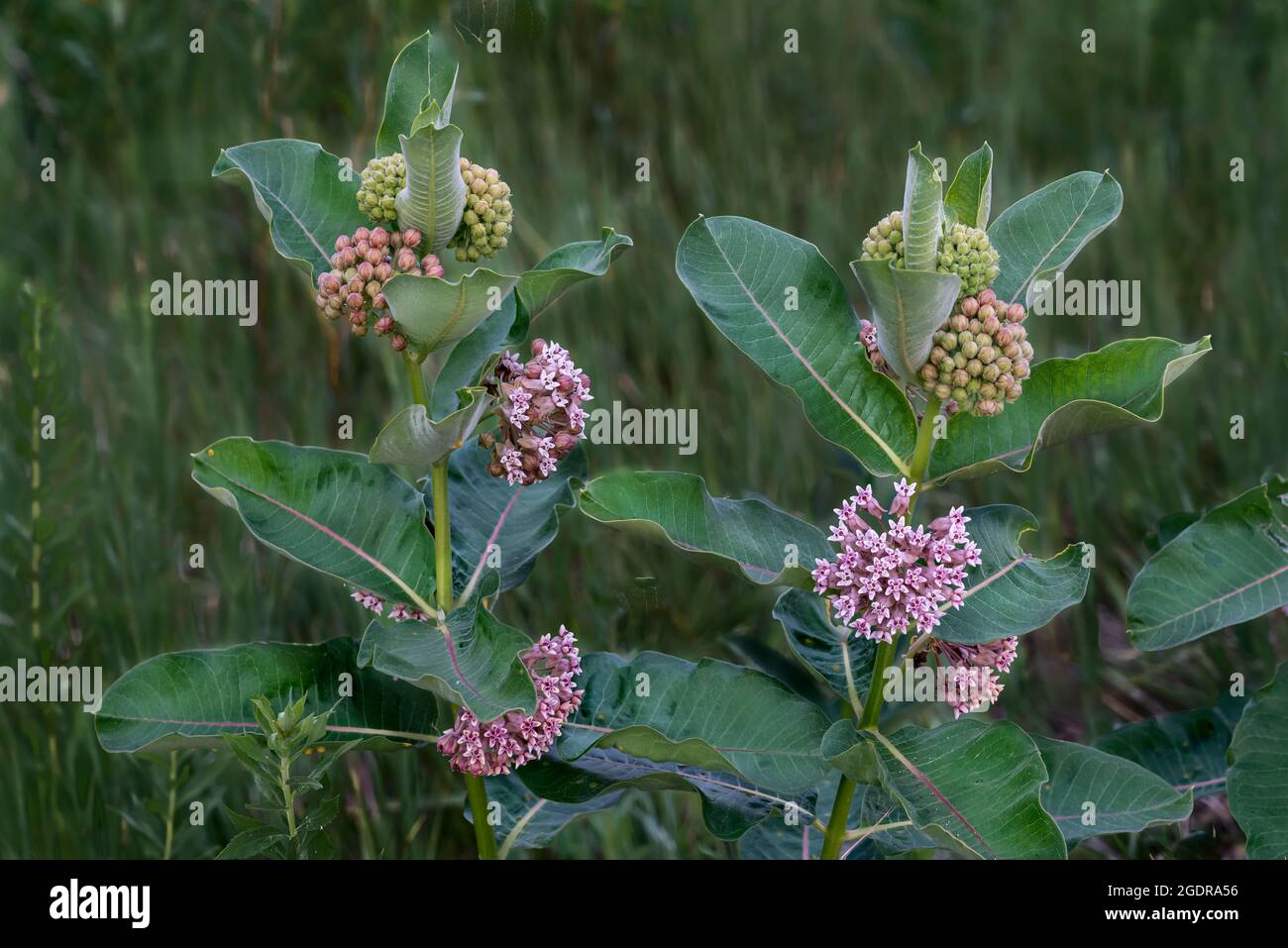 The Milkweed plant in bloom at the Discovery Nature Sanctuary, Winkler, Manitoba, Canada. Stock Photo