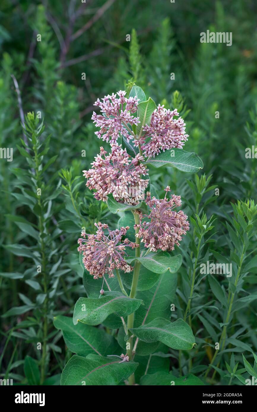 The Milkweed plant in bloom at the Discovery Nature Sanctuary, Winkler, Manitoba, Canada. Stock Photo
