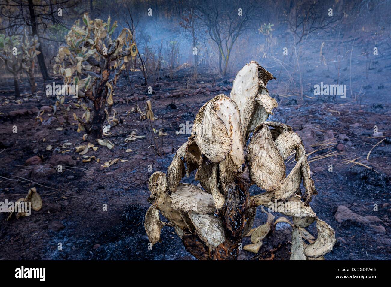 A prickly pear cactus after a fire on a hillside near Morelia, Michoacan, Mexico. Stock Photo