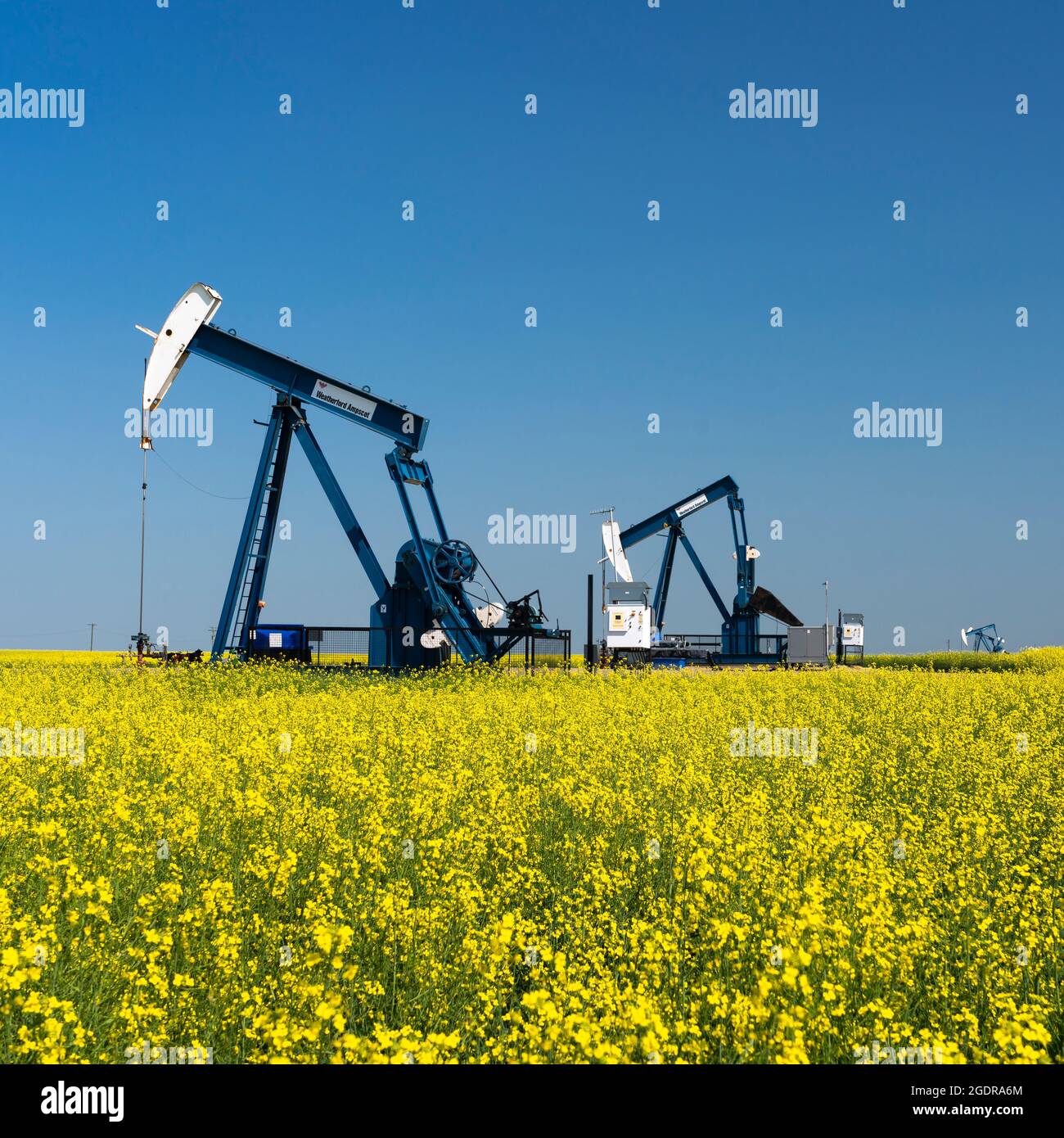 Oil pumpers in a field of yellow canola near Waskeda, Manitoba, Canada. Stock Photo