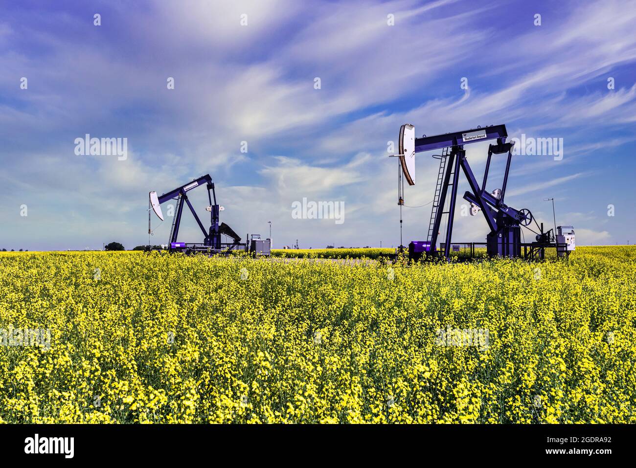 Oil pumpers in a field of yellow canola near Waskeda, Manitoba, Canada. Stock Photo