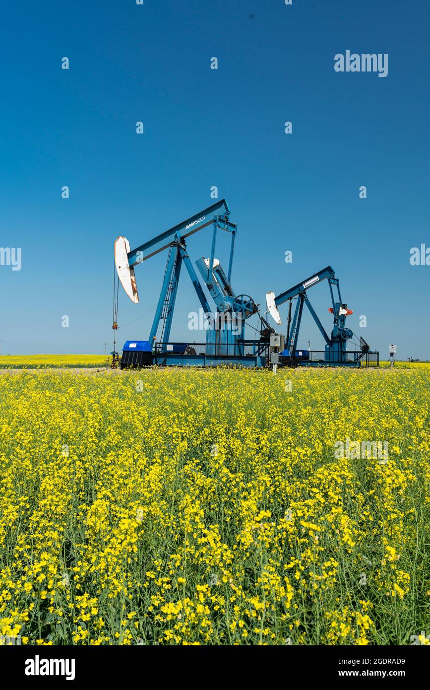 Oil pumpers in a field of yellow canola near Waskeda, Manitoba, Canada. Stock Photo