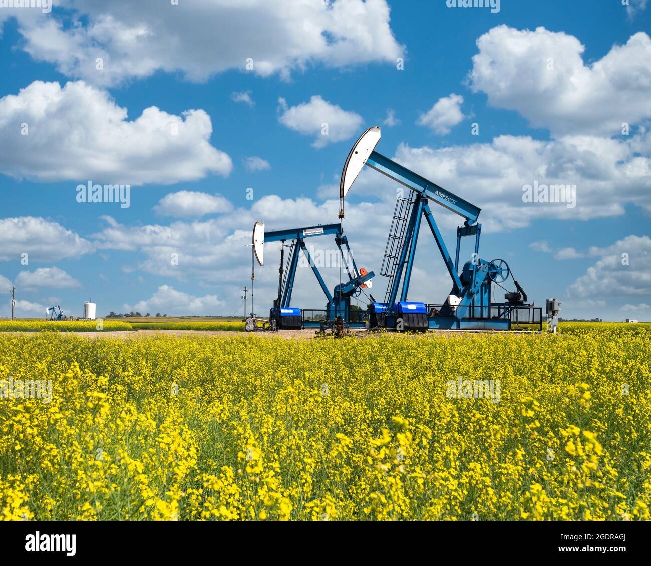 Oil pumpers in a field of yellow canola near Waskeda, Manitoba, Canada. Stock Photo