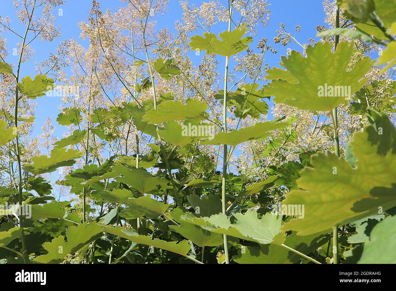 Macleaya cordata  plume poppy – airy panicles of tiny cream flowers and large intricately palmately lobed leaves,  July, England, UK Stock Photo