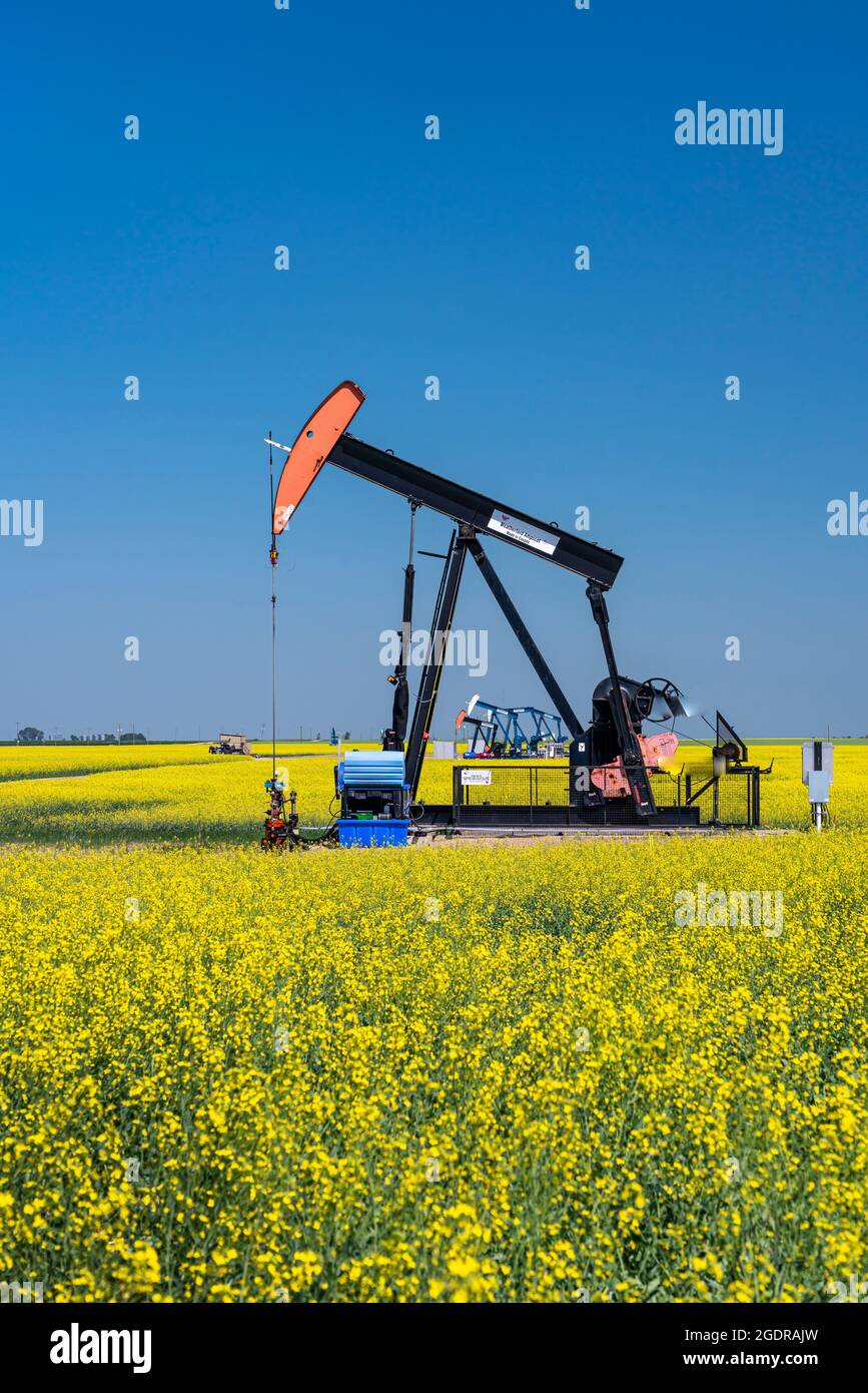 Oil pumpers in a field of yellow canola near Waskeda, Manitoba, Canada. Stock Photo