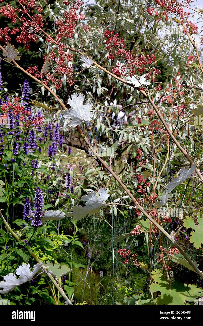 Macleaya x kewensis ‘Flamingo’  plume poppy Flamingo – airy panicles of tiny pink flowers and large intricately palmately lobed leaves,  July, England Stock Photo