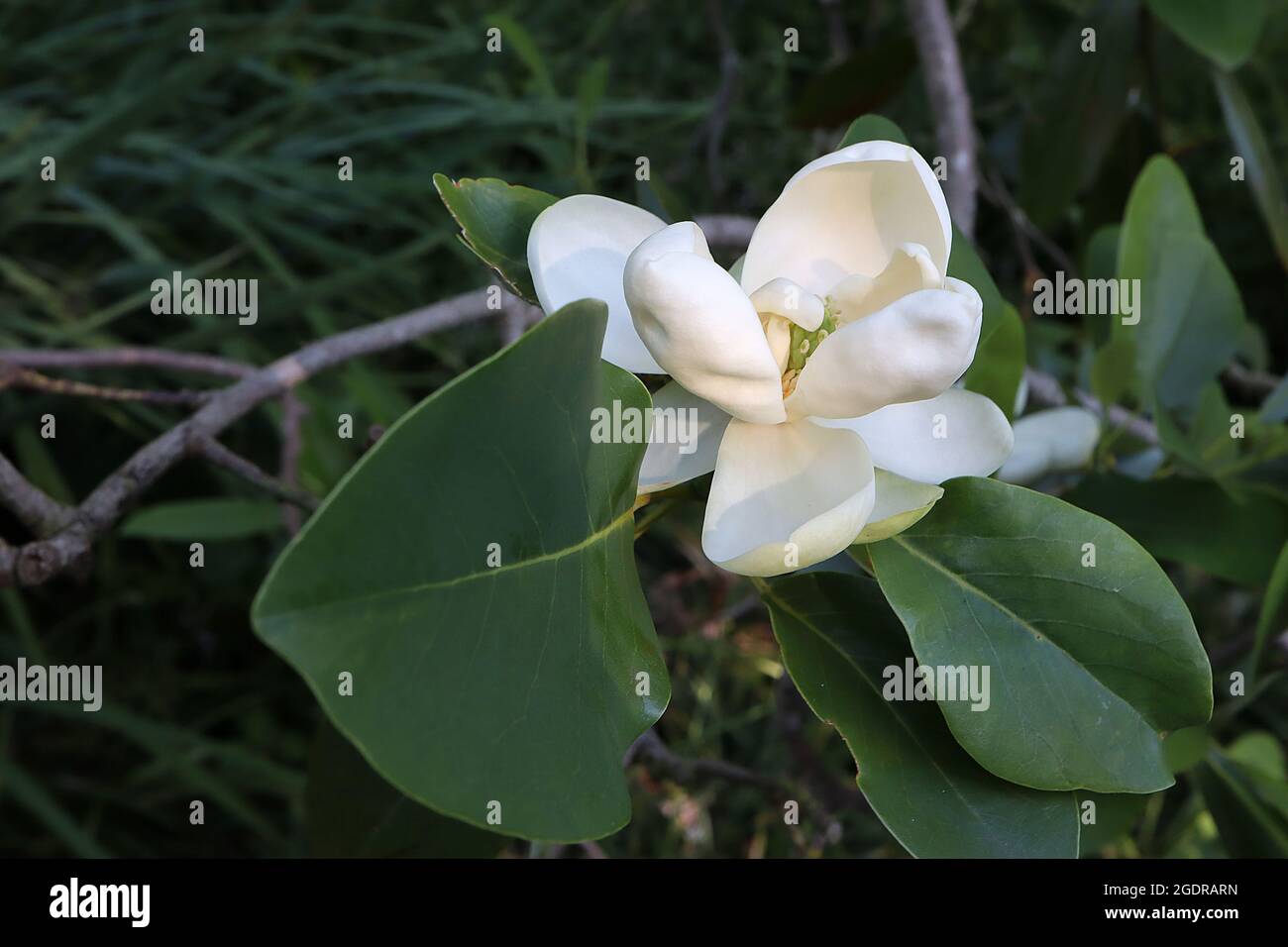 Magnolia virginiana ‘Swamp Bay’ sweetbay magnolia Swamp Bay small