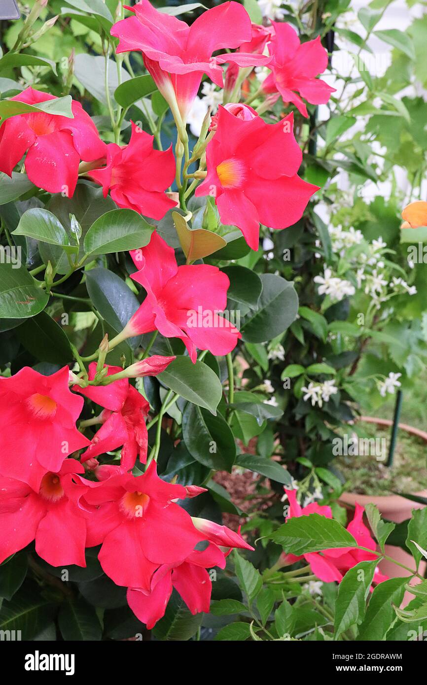 Mandevilla ‘Hybrid Pink’ rocktrumpet Pink – hot pink funnel-shaped flowers with yellow throat,  July, England, UK Stock Photo