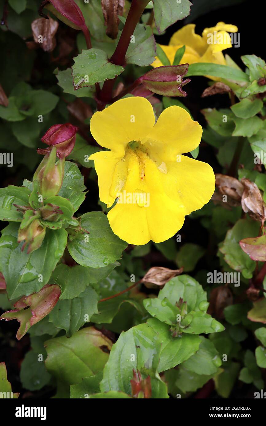 Mimulus luteus  Erythranthe lutea yellow monkeyflower – yellow funnel-shaped flowers with or without red blotch and speckles, July, England, UK Stock Photo