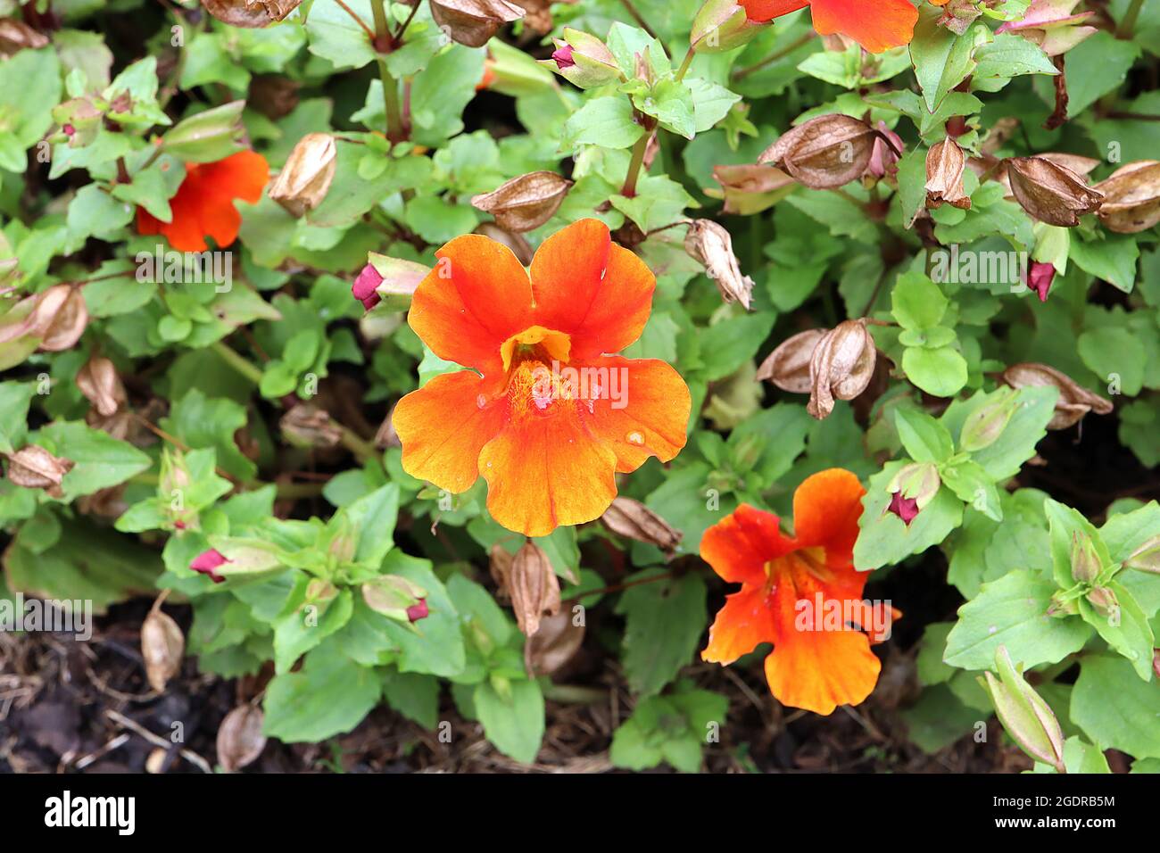 Mimulus luteus ‘Magic Mixed’ monkey flower / musk – deep orange funnel-shaped flowers with yellow throat, July, England, UK Stock Photo