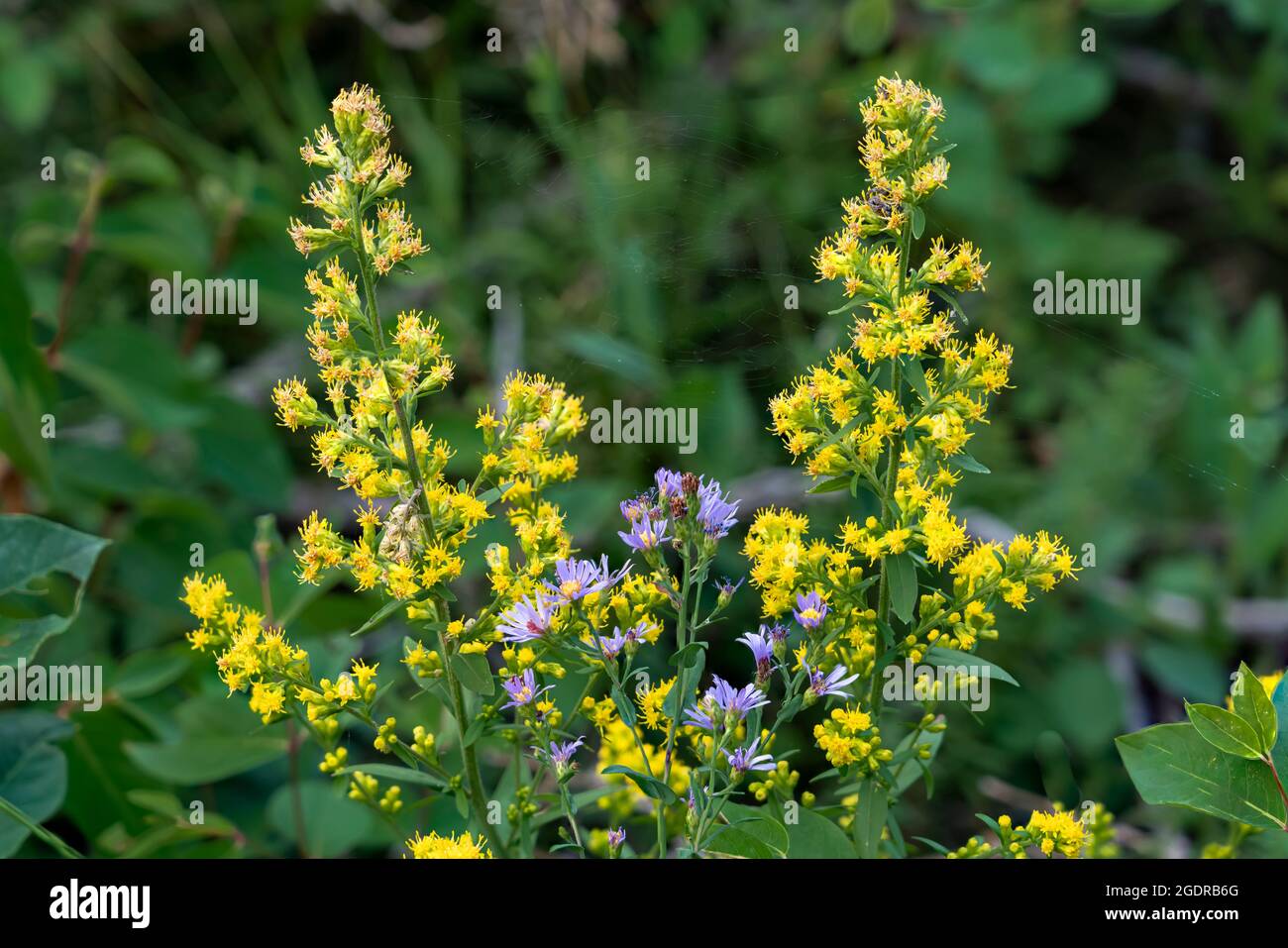 Aster wildflowers hi-res stock photography and images - Alamy