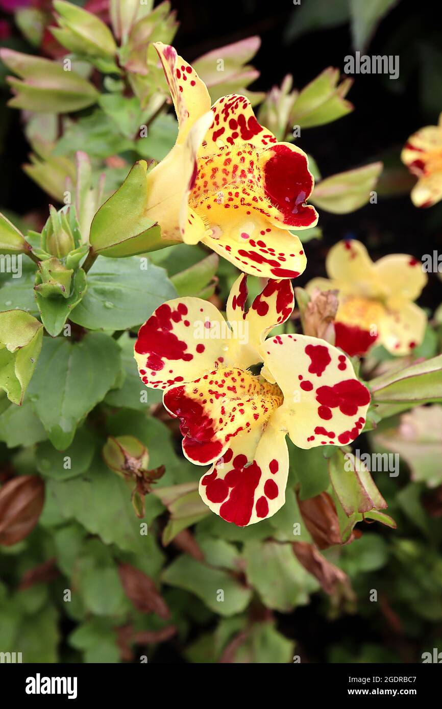 Mimulus luteus ‘Queens Prize’ yellow monkeyflower – pale yellow funnel-shaped flowers with red blotch and speckles, July, England, UK Stock Photo