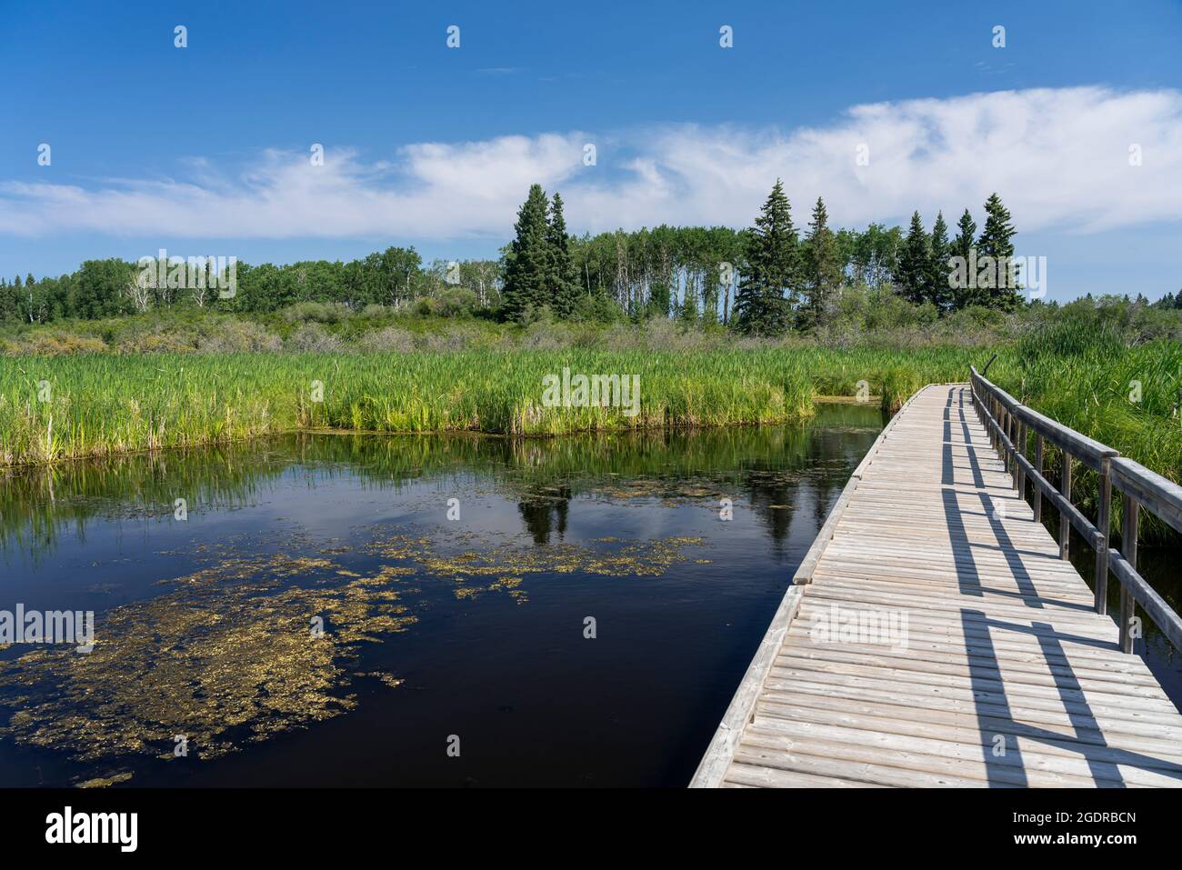 The boardwalk and Ominik Marsh Trail in Riding Mountain National Park, Manitoba, Canada. Stock Photo