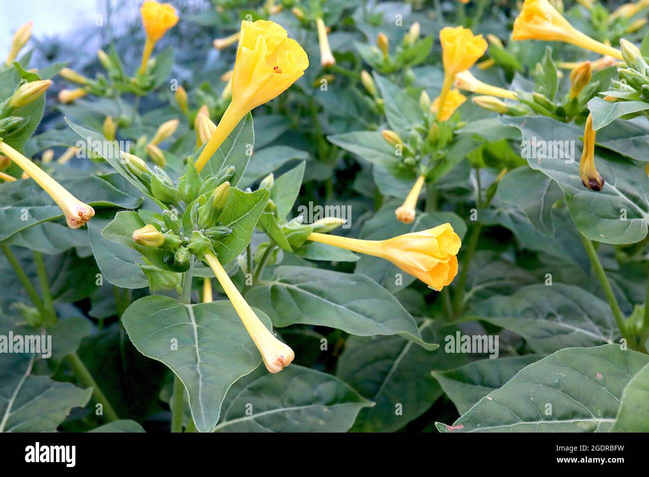 Mirabilis jalapa yellow Marvel of Peru – strongly scented funnel-shaped flowers with ruffled petals, July, England, UK Stock Photo